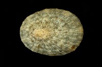 藏品(花笠螺)的圖片